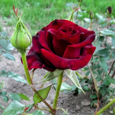 File:Rosa Black Baccara 2021-09-26 3837b.jpg - Wikimedia Commons