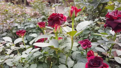 Black Tiger and Black Baccara Rose - YouTube