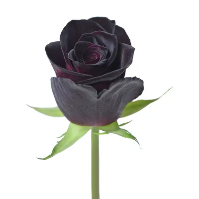 Black Baccara - Bellaflor Group Ecuador