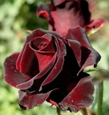 Роза черная «Black Baccara» (поштучно) купить с доставкой в СПб