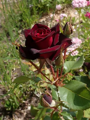File:Rosa Black Baccara 2022-06-19 1964.jpg - Wikimedia Commons