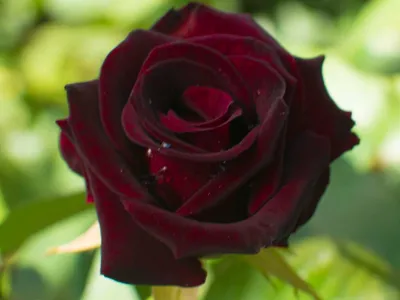 Black Baccara - Just Roses - Garden Roses