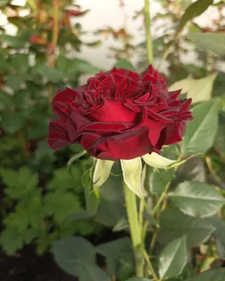 Rosa 'Black Baccara' (hybrid tea rose) rose Black Baccara – deep red black  flowers that fade to deep red, June, England, UK Stock Photo - Alamy