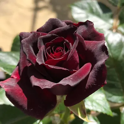 Black Baccara Rose (Black Rose, Black pepper, Tuscan Blood Orange, Ton –  Siren Song Elixirs