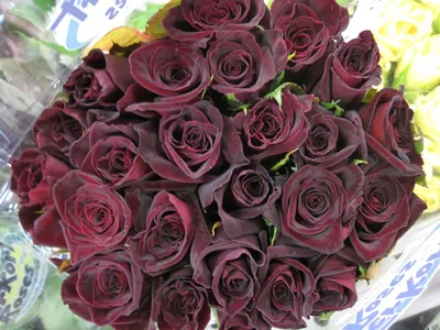 25 Rare Seeds Black Baccara Hybrid Rose Seeds perennial authentic  Seeds-flowers organic. Non Gmo-mix Seeds for Plant-b3g1a050 - Etsy