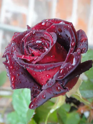 Black Baccara - Peterkort Roses