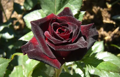 Rose (Rosa 'Black Baccara') in the Roses Database - Garden.org
