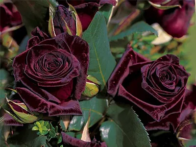Блэк Баккара - Black Baccara напрямую из питомника Краснодара. Доставка по  России. | Интернет-магазин садовых растений \"Розы Краснодара\". - Садовый  Центр \"Розы Краснодара\"