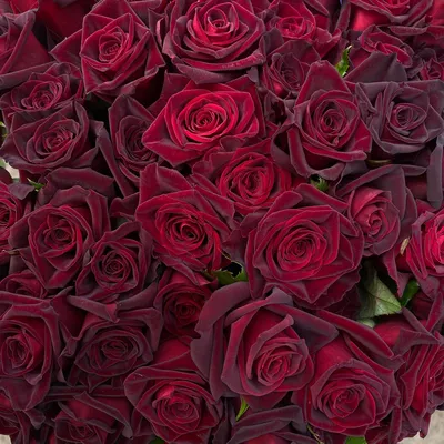 Роза Блэк Баккара Black Baccara