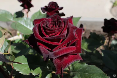 Black baccara rose advice : r/Roses