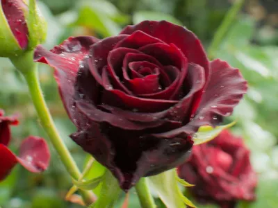 Роза Блэк Баккара (Black Baccara), цена в Перми от компании Питомник  Созоновых