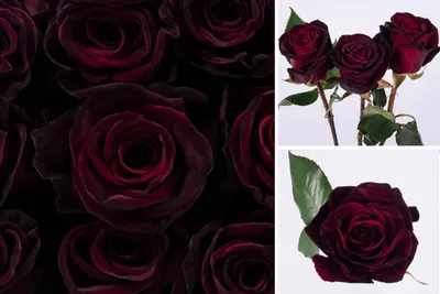 Роза Black Baccara (Блэк Баккара) – купить саженцы роз в питомнике в Москве
