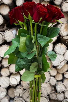 Black Baccara - Just Roses - Garden Roses