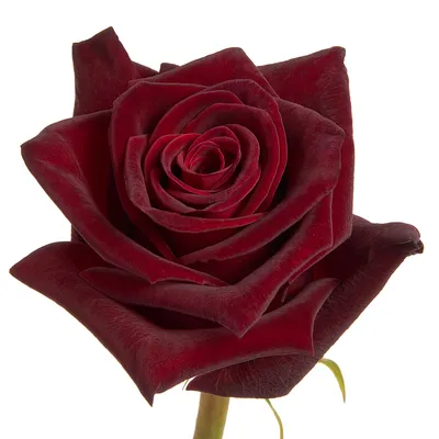 November Flower of the Month: Rose Black Baccara » Pennock Floral