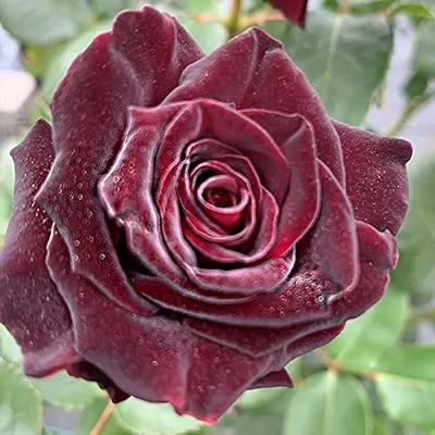 Black Baccara Rose | Dark Red Roses | Flower Explosion