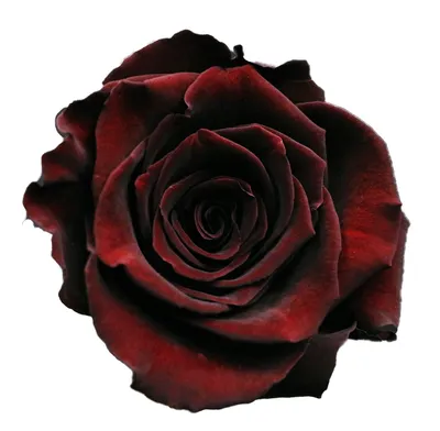 Rose Black Baccara Red 50 cm - FMI Farms