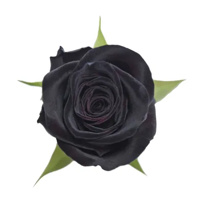 Photo of the bloom of Rose (Rosa 'Black Baccara') posted by AnnKNCalif -  Garden.org