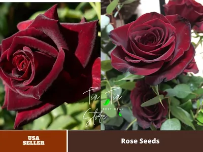Black Baccara - Bellaflor Group Ecuador