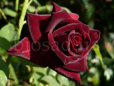 Роза чайно-гибридная 'Блек баккара'/Rose hybrid tea 'Black Baccara' C6 —  цена в Стерлитамаке, купить в интернет-магазине, характеристики и отзывы,  фото