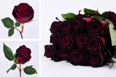 Black Baccara Hybrid Rare Rose Seeds perennial authentic Seeds-flowers  organic. Non Gmo-mix Seeds for Plant-b3g11050 - Etsy