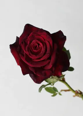 30 Rare Seeds| Black Baccara Hybrid Rare Rose Seeds #1050 – PEMDASGARDEN