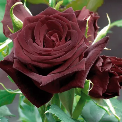 Роза Блек Баккара (Black Baccara) ᐉ купить с доставкой почтой по Украине в  питомнике Биосад