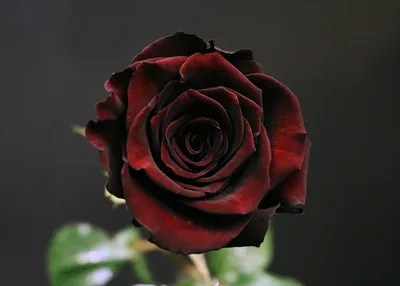 November Flower of the Month: Rose Black Baccara » Pennock Floral