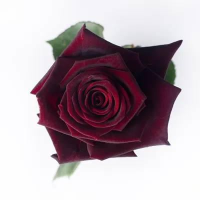 Black Magic Rose: Rosa HybridaHort's Sensual Secret - Peggie - Medium