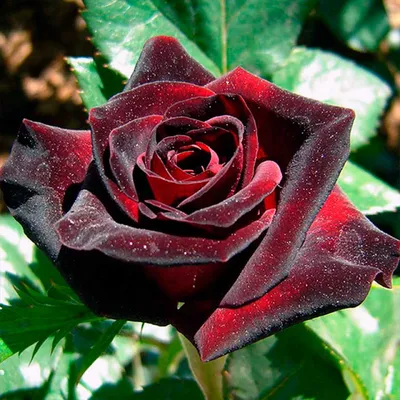Rosier BLACK BACCARA Meidebenne