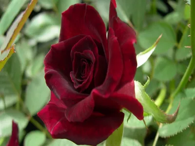 Black Baccara Rose | A rose from my garden. A recent acquisi… | Daniela |  Flickr