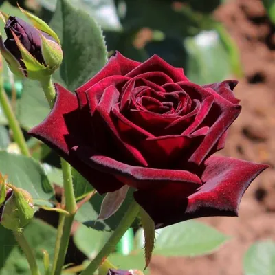 Rosa 'Black Baccara' (hybrid tea rose) rose Black Baccara – deep red black  flowers that fade to deep red, June, England, UK Stock Photo - Alamy