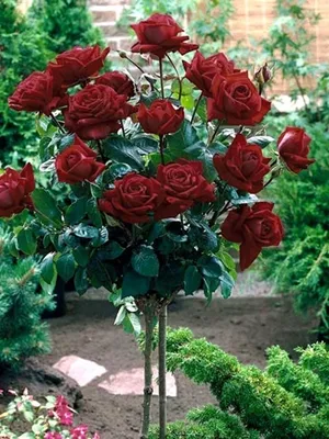 Rose Baccara | Somptueuse | Paris | Fleurs de Prestige