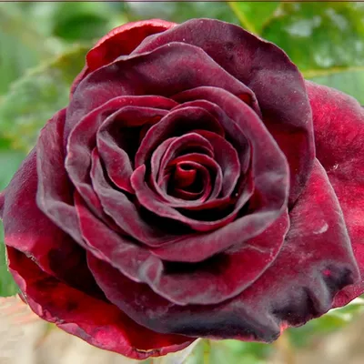 Black Baccara – Click Flowers Usa