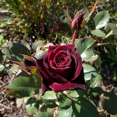 Сорт розы Блэк Баккара (Black Baccara) - ВикиРоз - Энциклопедия роз