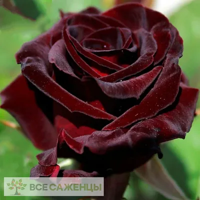 Black Baccara in Rockville, MD | Koko Florist