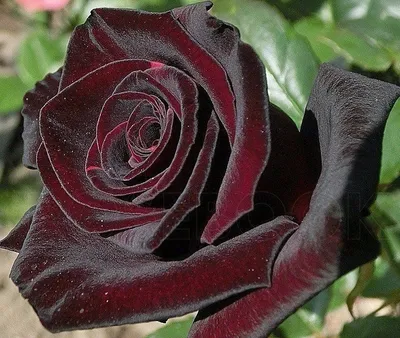 Роза Блэк Баккара - купить Розы флорибунда в Киеве и Украине, выгодная цена Роза  Блэк Баккара в интернет-магазине Agrostore ТМ (Агростор)