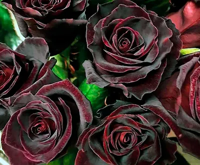 Роза чайно-гибридная Black Baccara (Блэк Баккара) 690 руб. AGRO3281