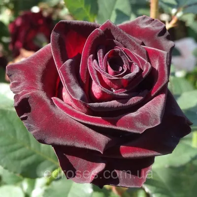 Купить Роза чайно-гибридная Блек баккара саженцы почтой в интернет-магазине  Эко-сад24.рф | Фото, описание сорта, цена и характеристики