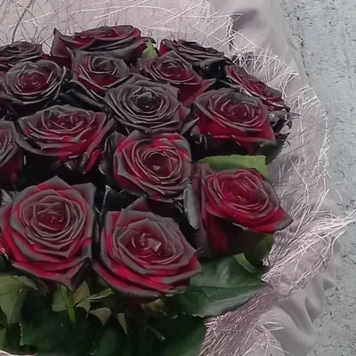 Роза чайно-гибридная 'Блек баккара'/Rose hybrid tea 'Black Baccara' C6 —  цена в Стерлитамаке, купить в интернет-магазине, характеристики и отзывы,  фото