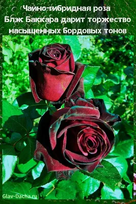 Обзор сорта розы \"Блэк Баккара\" (характеристики, свойства, фото) - YouTube