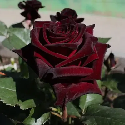 Роза «Блэк Баккара» (Black Baccara)