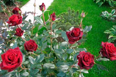 Купите Роза Блэк Баккара 🌹 из питомника Долина роз с доставкой!
