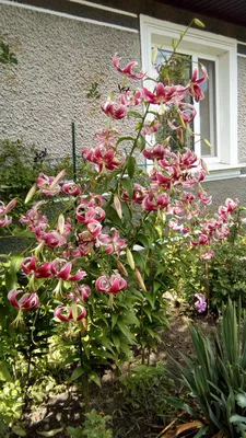 Бузина черная Блэк Бьюти (Sambucus nigra Black Beauty) С2 — Питомник Летний  сад