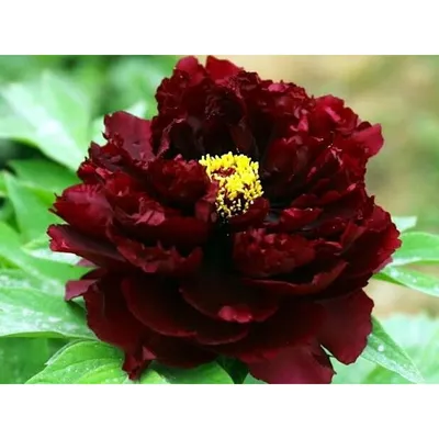 Paeonia lactiflora 'Black Beauty' - пион 'Блэк бьюти' - питомник растений  Санкт-Петербург, купить в питомнике, Времена года Лесколово