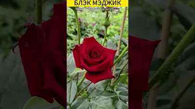 Роза чайно-гибридная Блэк Мэджик (Black Magic) (ID#1145828658), цена: 100  ₴, купить на Prom.ua