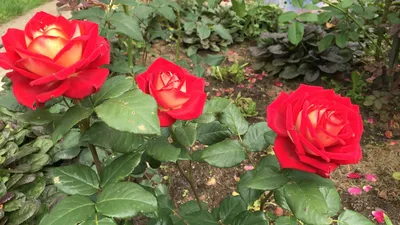 Роза Bolchoi (Большой Театр) – купить саженцы роз в питомнике в Москве