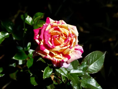 Роза 🌹 БОЛЬШОЙ ТЕАТР - (... - EDROSES-розплідник троянд | Facebook