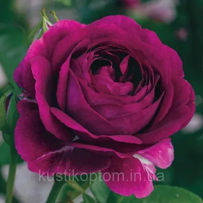 Категории товаров – Все розы – Розы Кубани