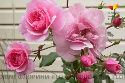 Роза на штамбе \"Боника 82\" (\"Bonica 82\") | \"Кедр\" Питомник растений в СПб