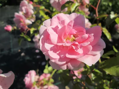 Роза 'Боника 82' (шраб, флорибунда, парковая) (розовая) : продажа,  описание, фото - питомник роз Южный